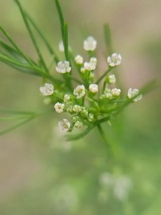 Small white wildflowers, close up
