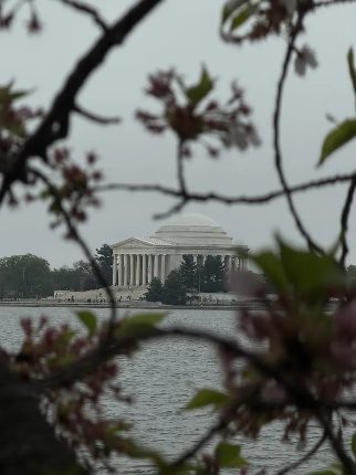 The Jefferson Memorial seen through cherry blossoms