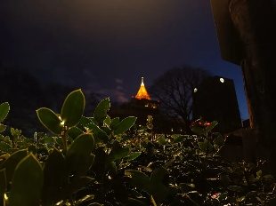 A lit tower at night above the trees