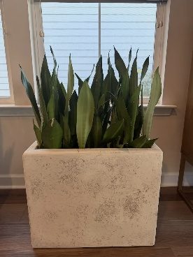 A snake plant in a white planter by a window