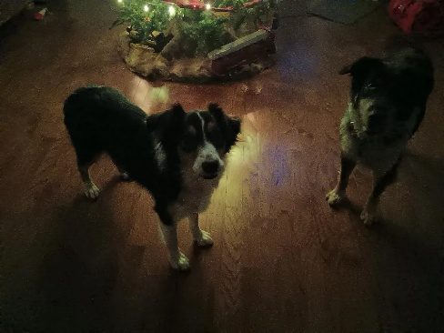 Two dogs standing on a wood floor
