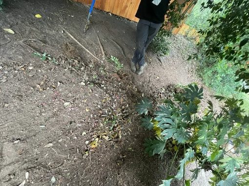 Yard cleanup in progress with leaves on the ground